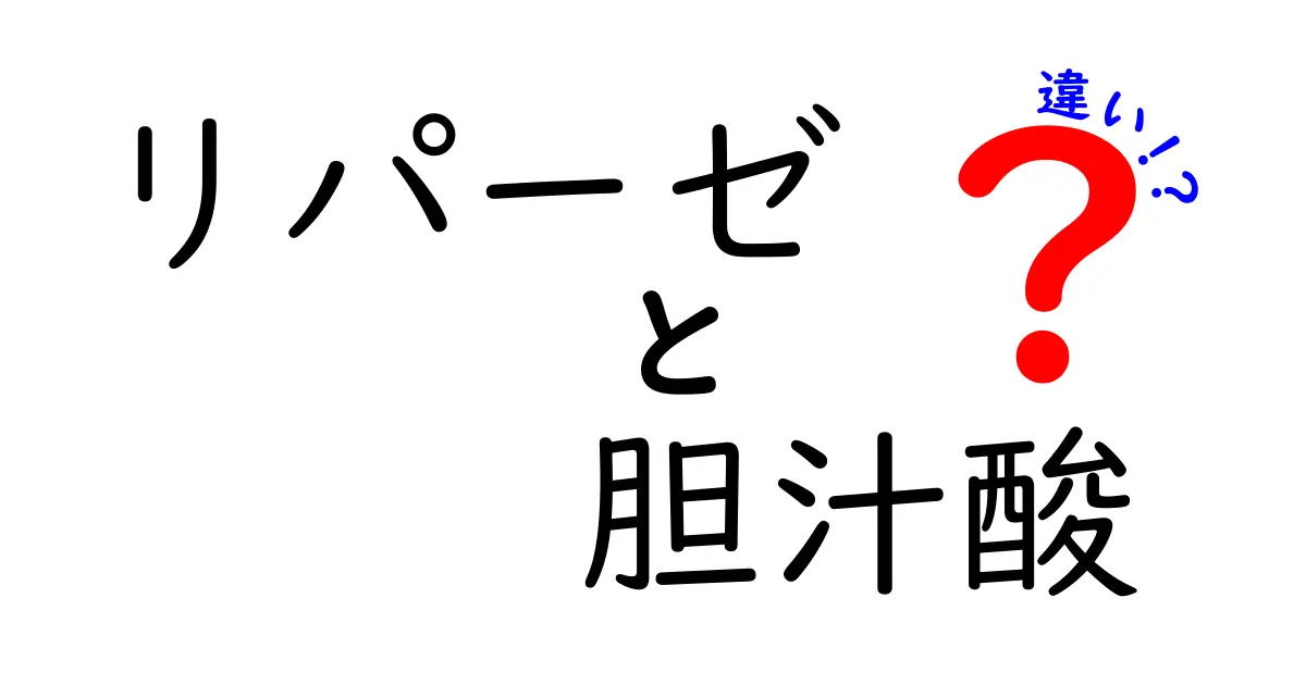 リパーゼと胆汁酸の違いを徹底解説!消化の秘密を中学生にも分かる図解