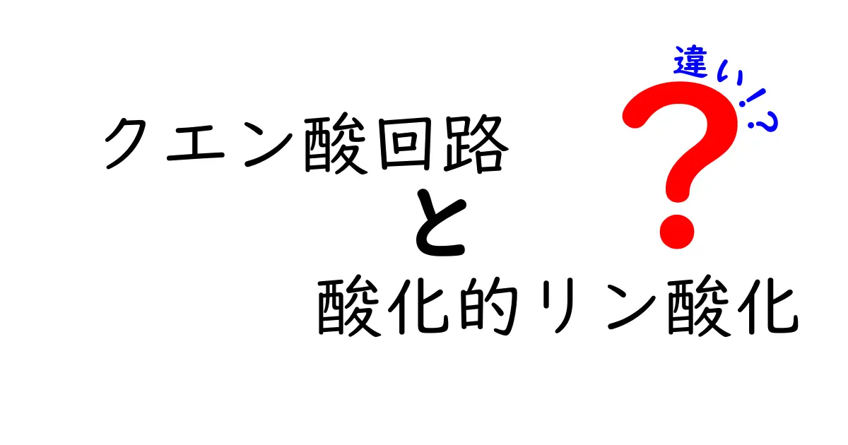 クエン酸回路と酸化的リン酸化の違いを徹底解説!中学生にも分かるやさしいイメージで理解を深める