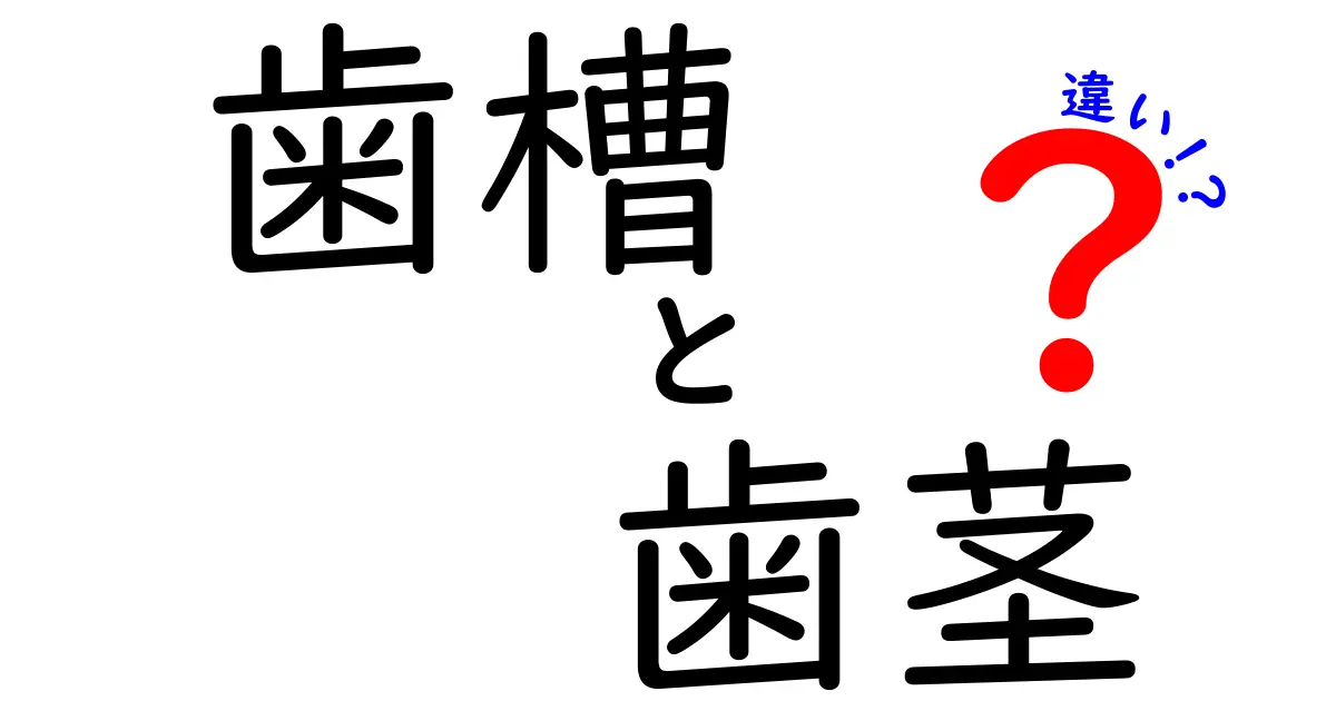 歯槽と歯茎の違いを完全解説！中学生にも分かる図解つきガイド