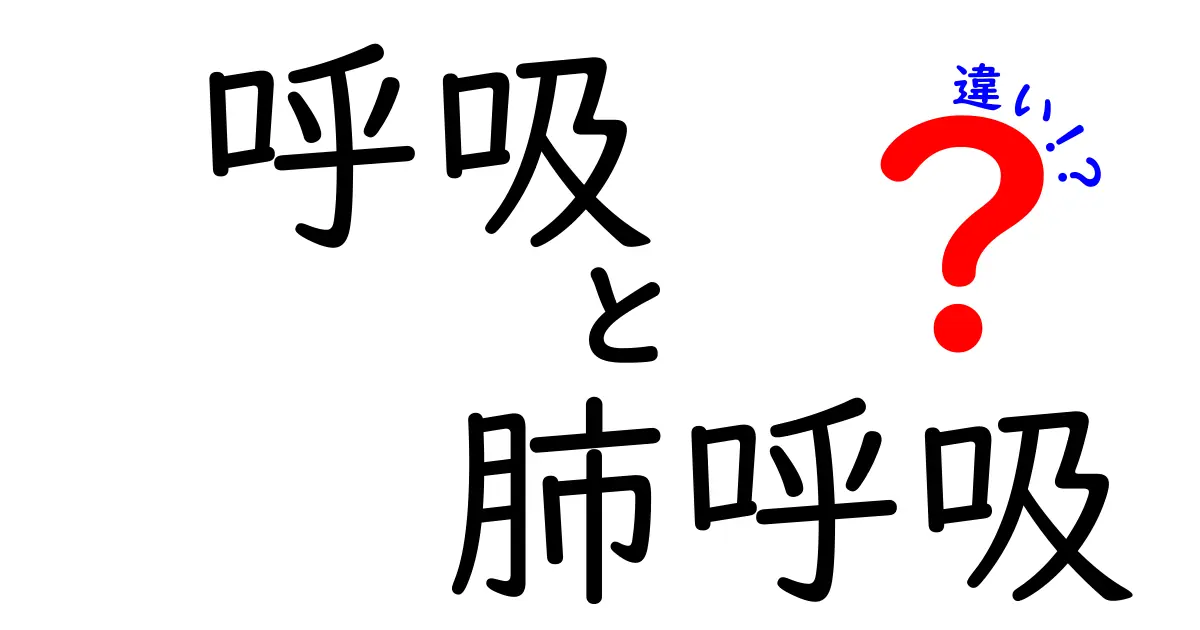 呼吸と肺呼吸の違いを中学生にもわかりやすく解説!仕組みと日常のポイント