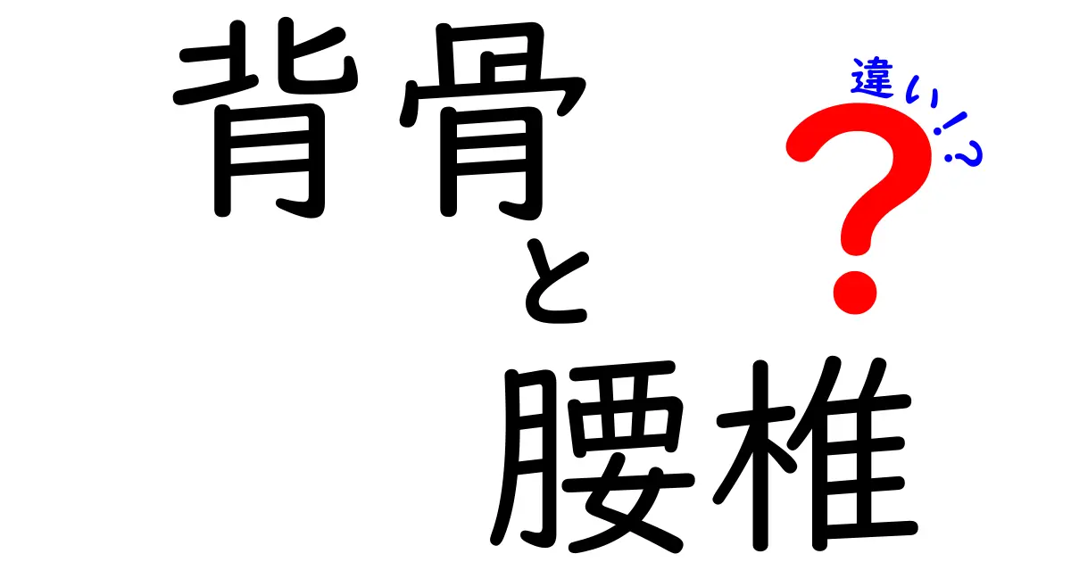 背骨と腰椎の違いを徹底解説！中学生にも分かるポイント整理