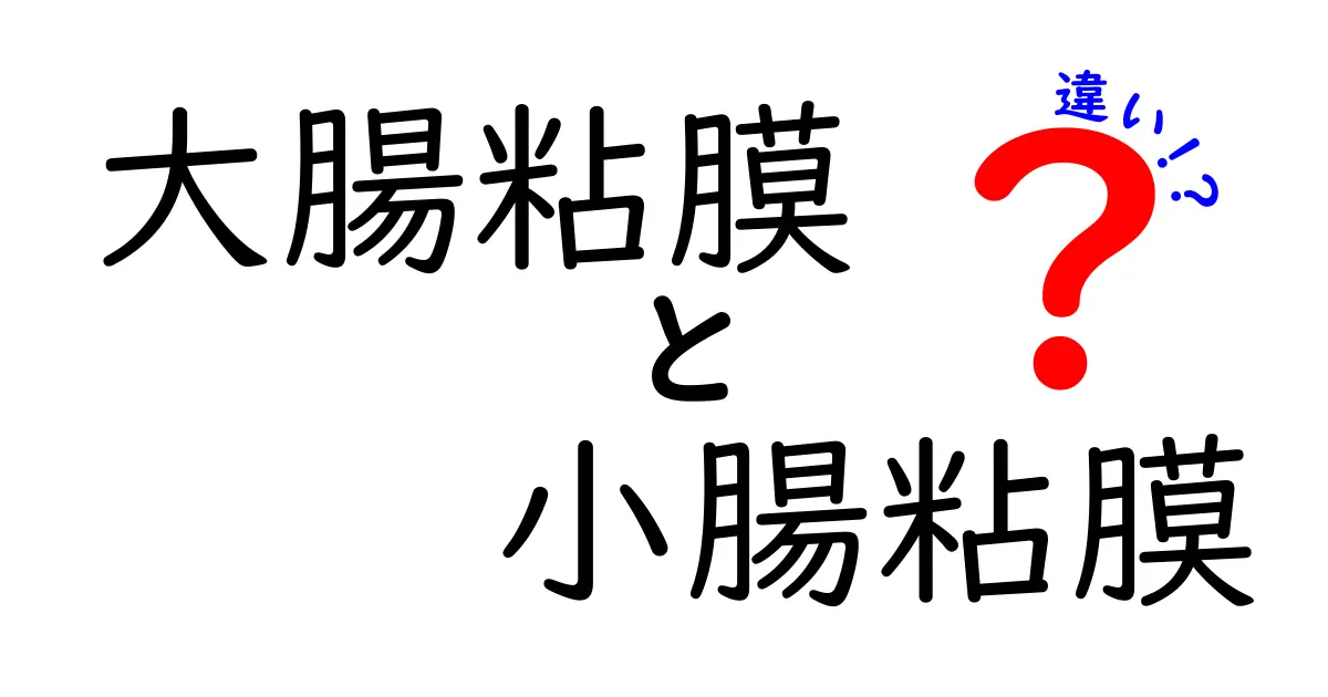 大腸粘膜と小腸粘膜の違いを徹底解説|中学生にもわかる腸のしくみと健康のヒミツ