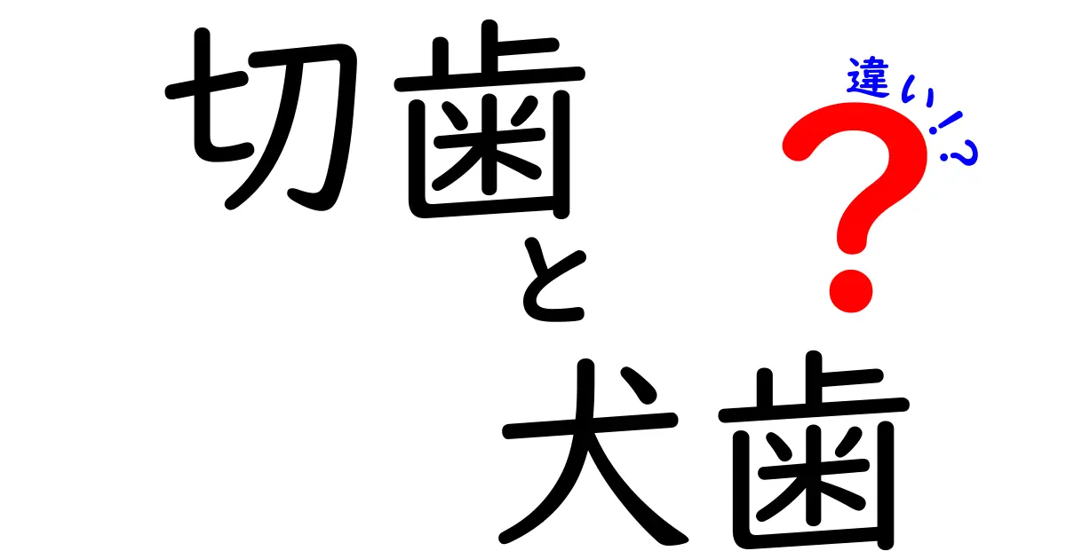 切歯と犬歯の違いを徹底解説！前歯と犬歯の役割を知って噛む力を理解しよう
