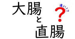 大腸と直腸の違いを徹底解説—どこがどう違うの？中学生にもわかる図解つき