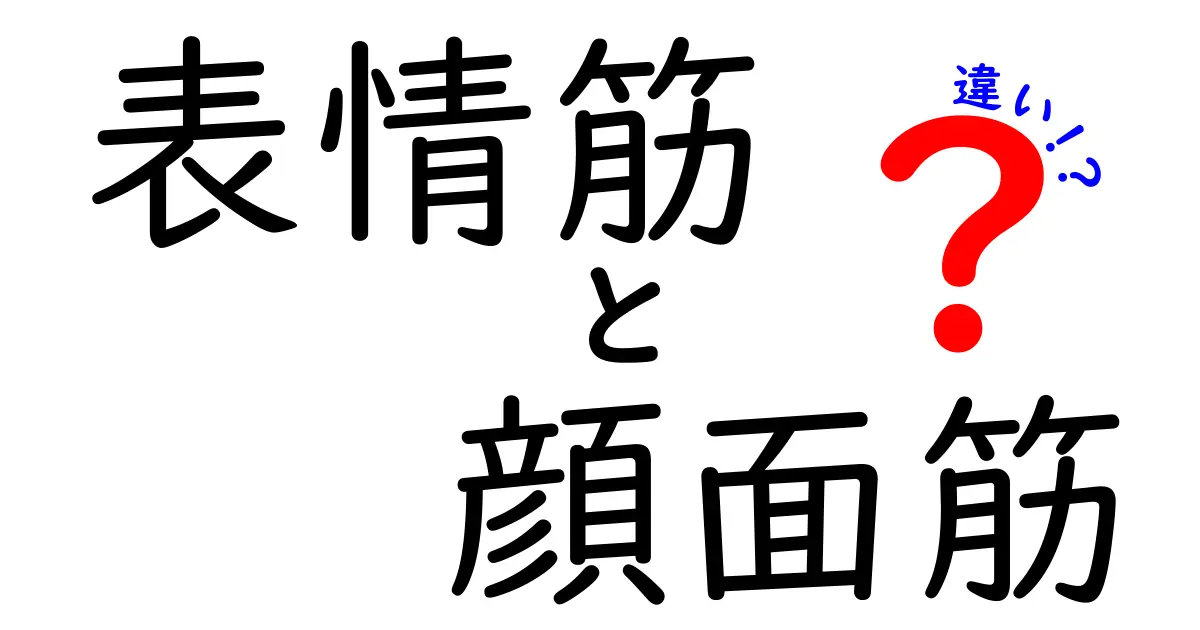 表情筋と顔面筋の違いを徹底解説|中学生にも伝わる図解と実例