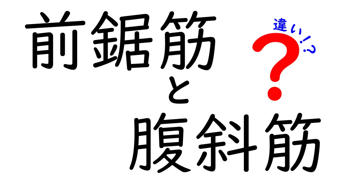 前鋸筋と腹斜筋の違いを徹底比較|位置・役割・トレーニングのポイントをわかりやすく解説