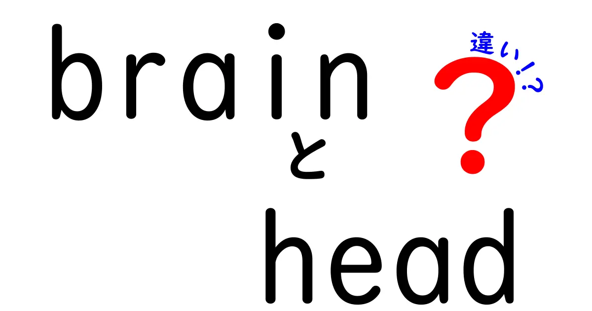 「Brain」と「Head」の違いを徹底解説！脳と頭の関係とは？