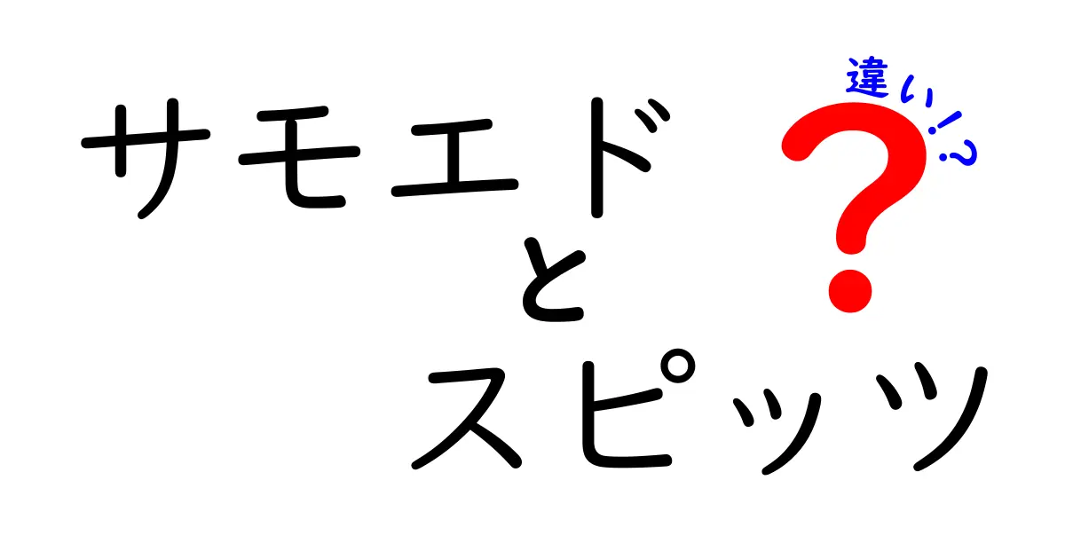 サモエドとスピッツの違いを徹底解説！あなたはどっちが好き？