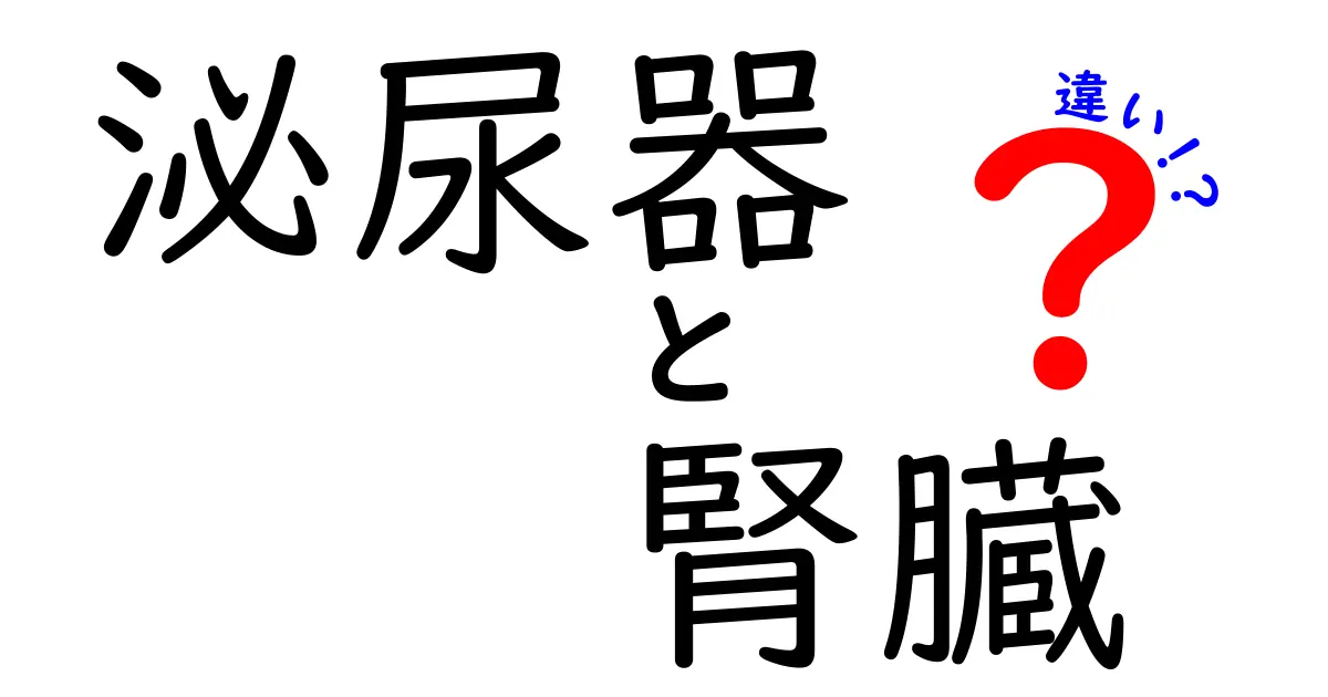 泌尿器と腎臓の違いとは？理解しやすい解説