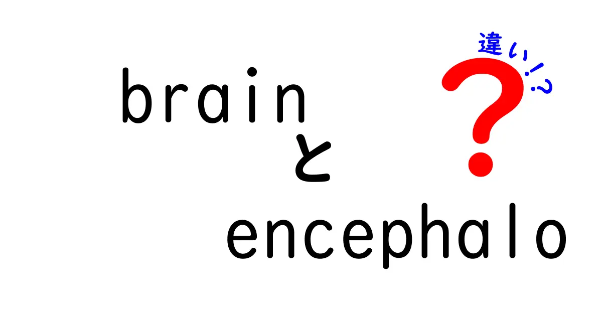 「brain」と「encephalo」の違いとは？わかりやすく解説！