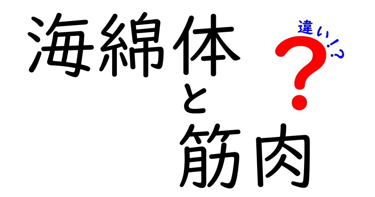 海綿体と筋肉の違いを徹底解説！身体の中での役割とは？