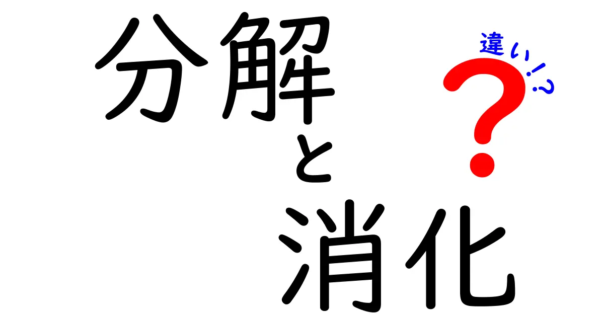 「分解」と「消化」の違いをわかりやすく解説！