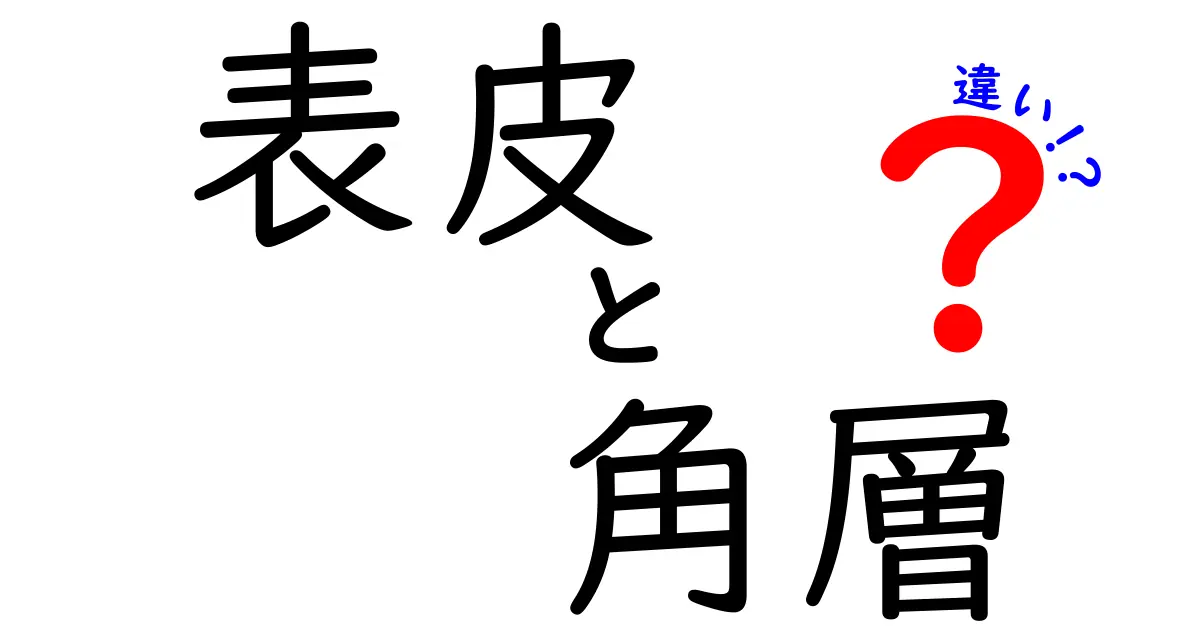 表皮と角層の違いを徹底解説！肌の秘密を知ろう