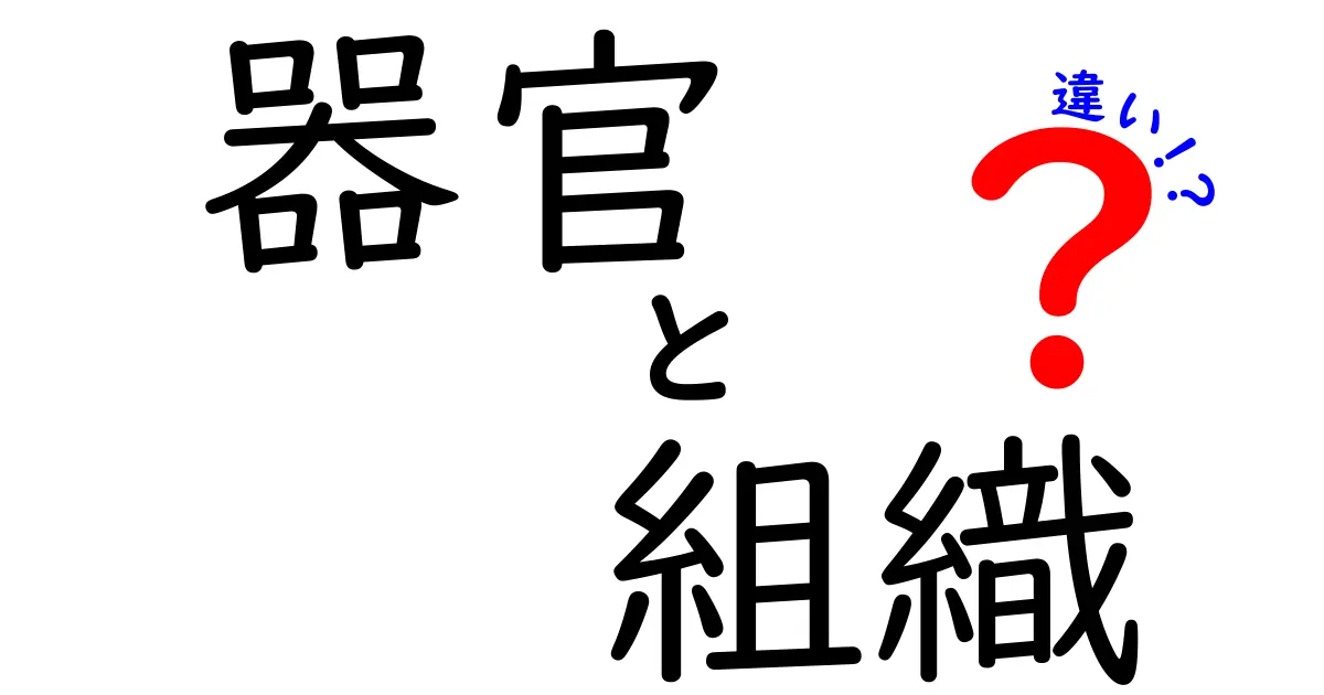 器官と組織の違いを徹底解説！わかりやすい生物学の基礎知識