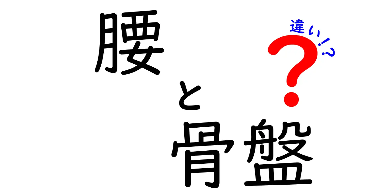 腰と骨盤の違いを徹底解説！あなたの体を知ろう