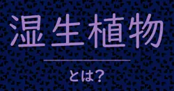湿生植物とは？毒舌で解説！