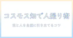 コスモス畑で人を撮る写真の撮り方ガイド