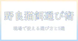 野良猫におすすめのキャットフードを徹底解説:選び方のポイントとおすすめ商品5選