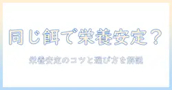 ドッグフードをずっと同じにしていいのか?栄養の安定と長期ケアのコツを徹底解説