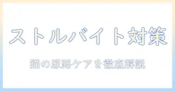キャットフードで学ぶストルバイトケアのおすすめガイド