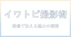 イワトビのペンギンの写真を撮るコツと魅力