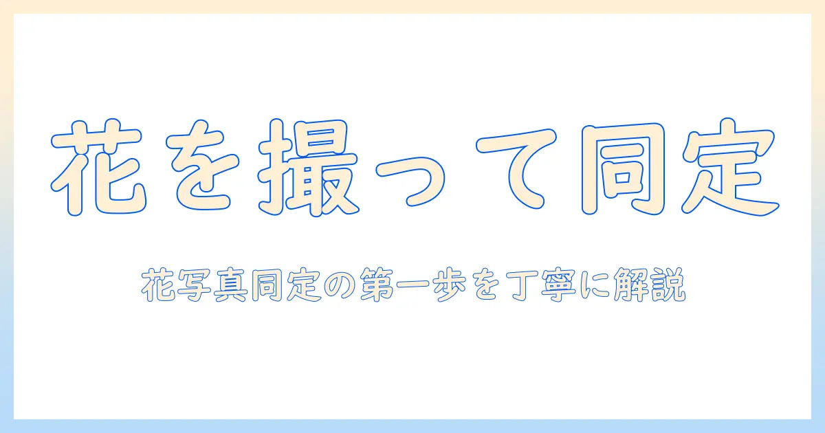 花 を 写真 で 撮っ て 調べる アプリを使って花の同定を始める方法とおすすめアプリ5選