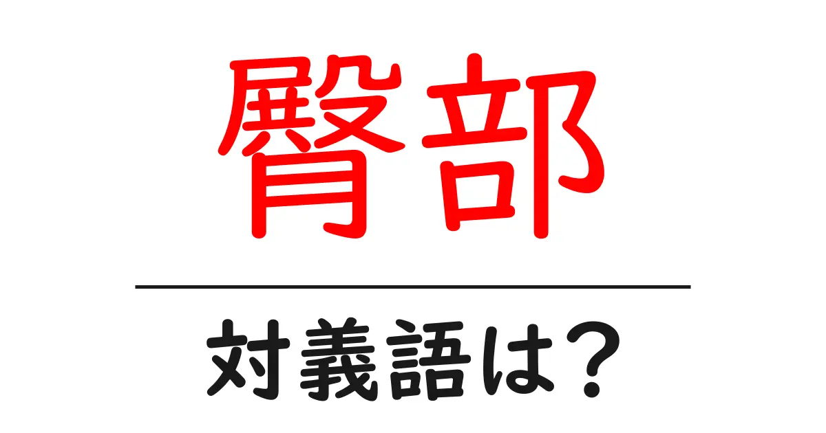 臀部の対義語・反対語を使用例を交えて分かりやすく解説!