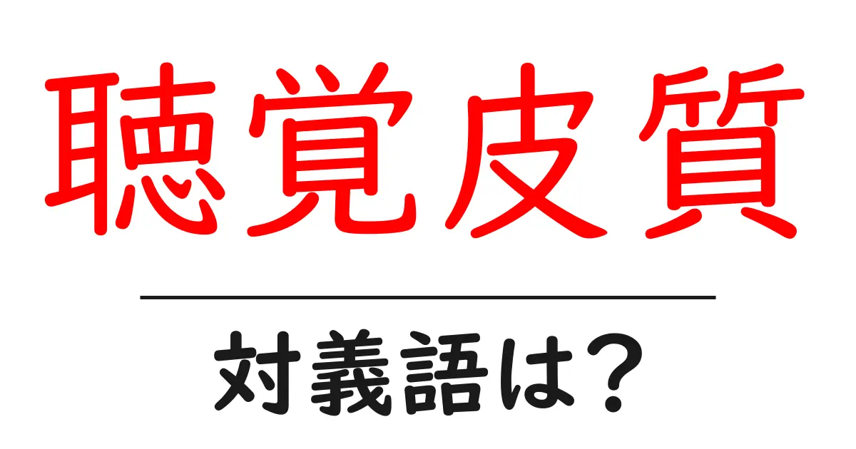 聴覚皮質の対義語・反対語を使用例を交えて分かりやすく解説!