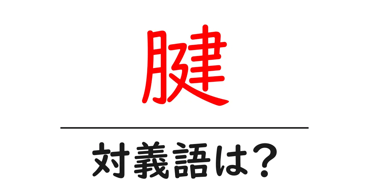 腱の対義語・反対語を使用例を交えて分かりやすく解説!