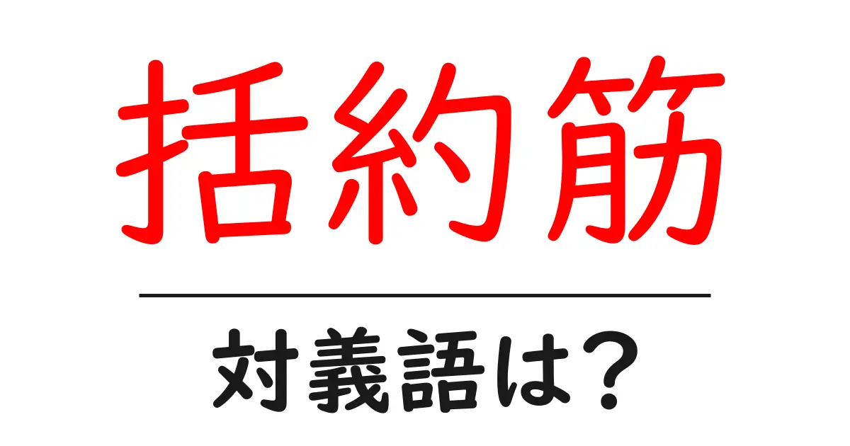 括約筋の対義語・反対語を使用例を交えて分かりやすく解説!