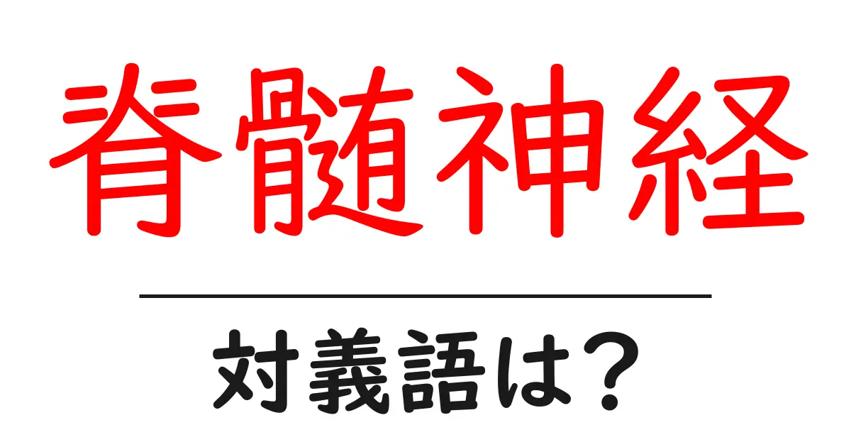 脊髄神経の対義語・反対語を使用例を交えて分かりやすく解説!