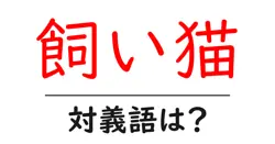 飼い猫の対義語・反対語を使用例を交えて分かりやすく解説！