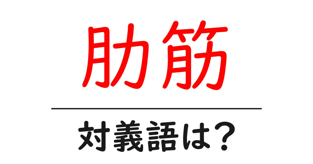 肋筋の対義語・反対語を使用例を交えて分かりやすく解説!