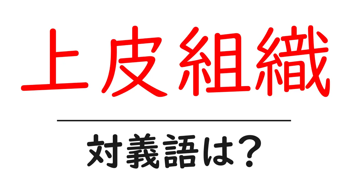 上皮組織の対義語・反対語を使用例を交えて分かりやすく解説!