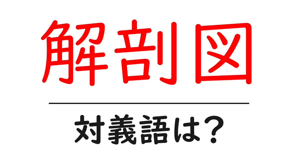 解剖図の対義語・反対語を使用例を交えて分かりやすく解説!