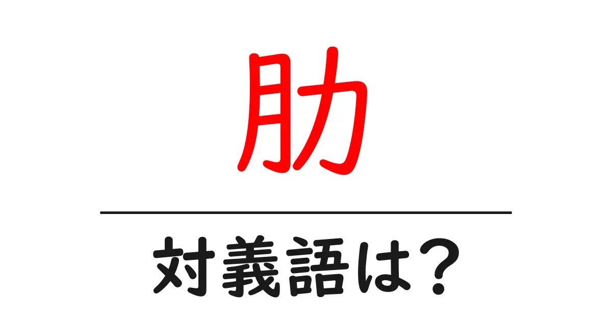 肋の対義語・反対語を使用例を交えて分かりやすく解説!
