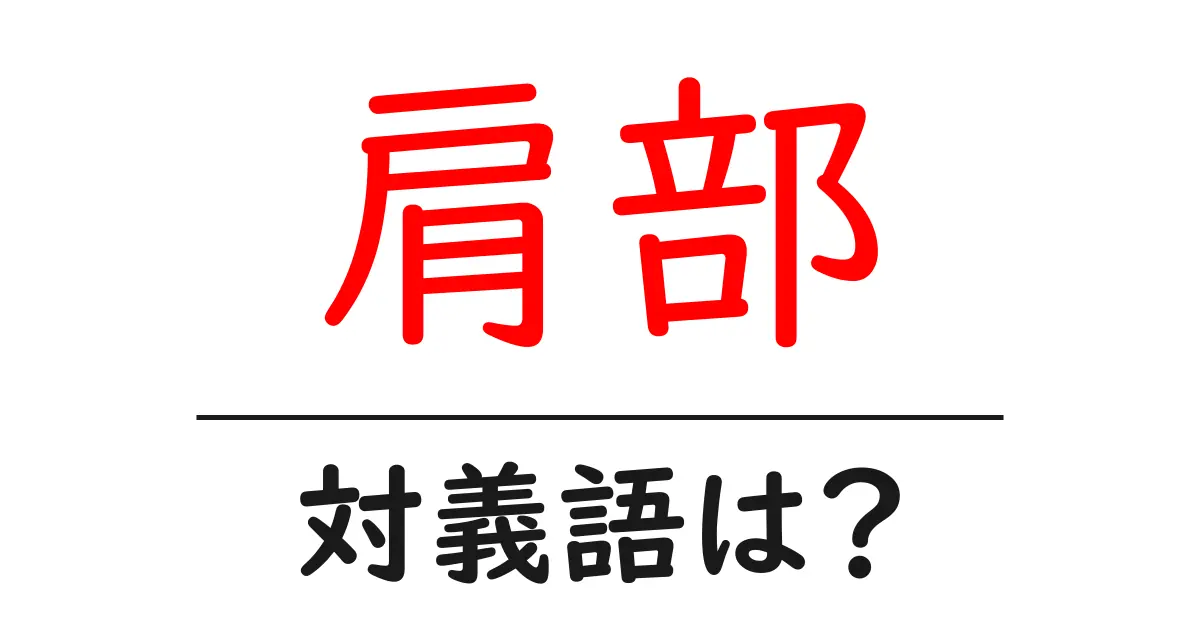 肩部の対義語・反対語を使用例を交えて分かりやすく解説!