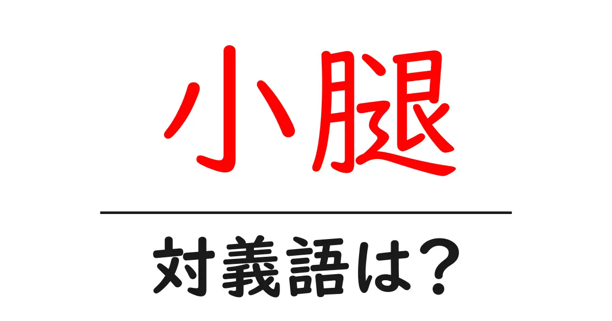 小腿の対義語・反対語を使用例を交えて分かりやすく解説!