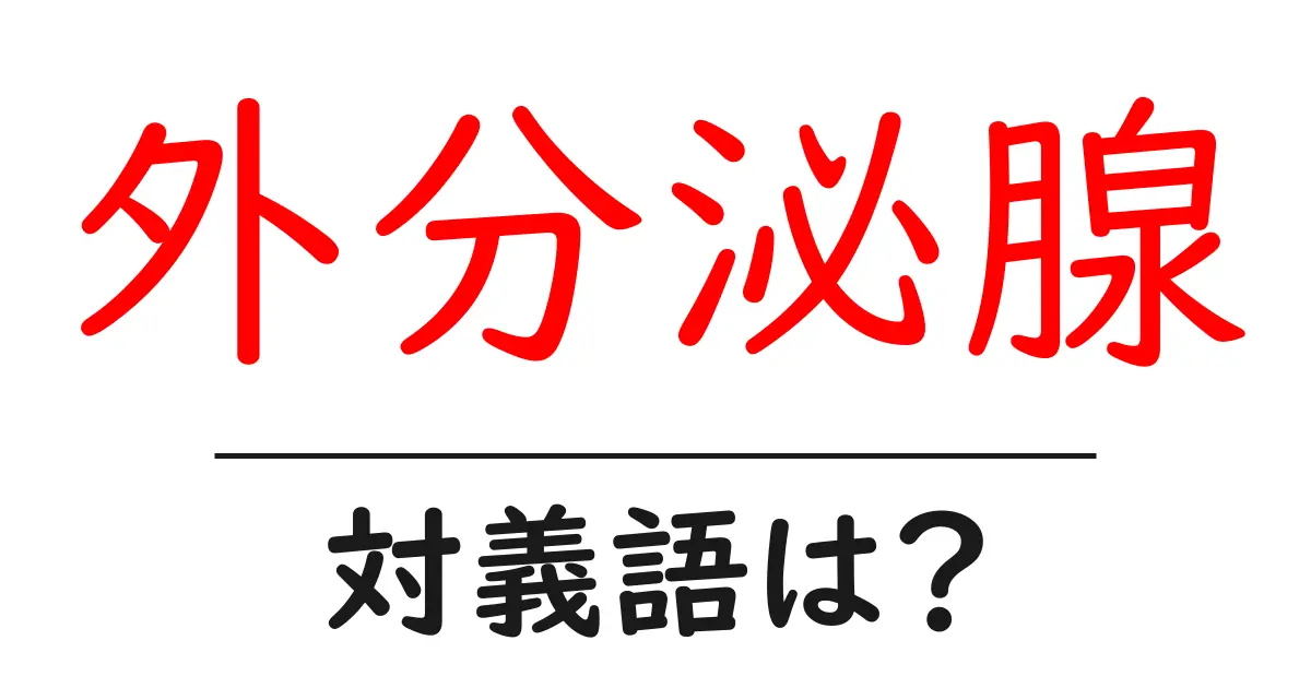 外分泌腺の対義語・反対語を使用例を交えて分かりやすく解説!