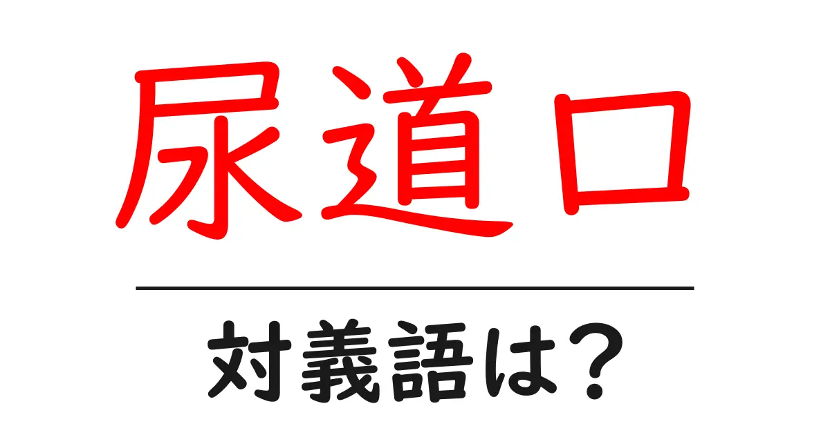 尿道口の対義語・反対語を使用例を交えて分かりやすく解説!