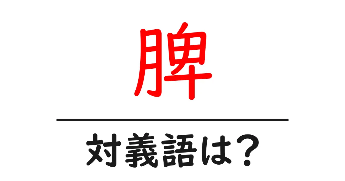 脾の対義語・反対語を使用例を交えて分かりやすく解説!