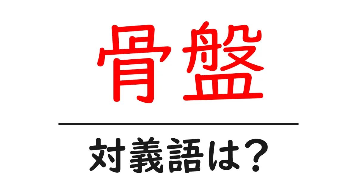 骨盤の対義語・反対語を使用例を交えて分かりやすく解説!