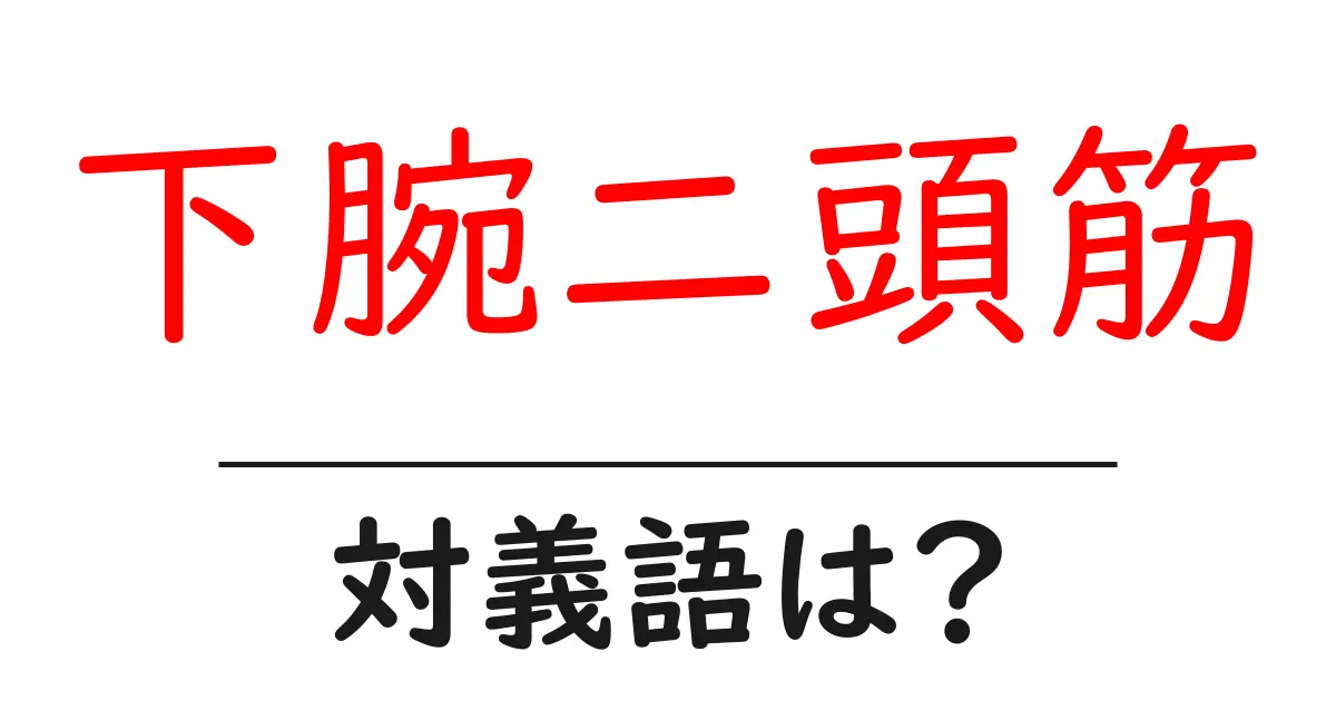 下腕二頭筋の対義語・反対語を使用例を交えて分かりやすく解説!