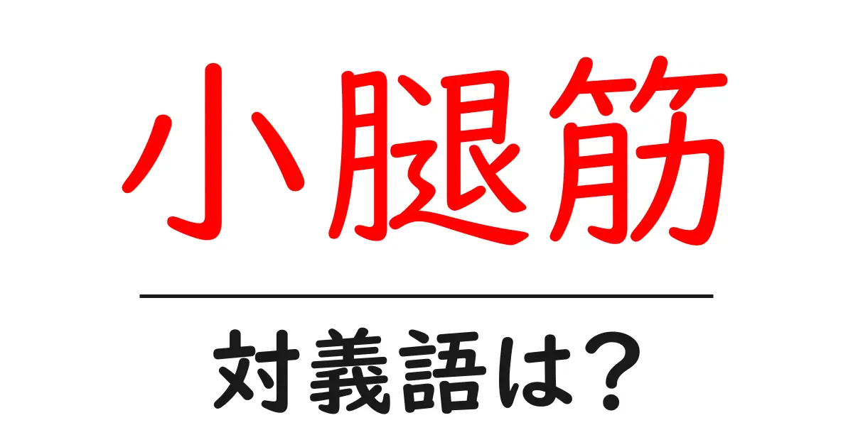 小腿筋の対義語・反対語を使用例を交えて分かりやすく解説!