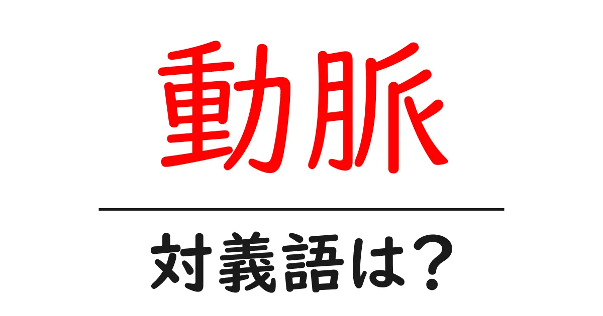 動脈の対義語・反対語を使用例を交えて分かりやすく解説!