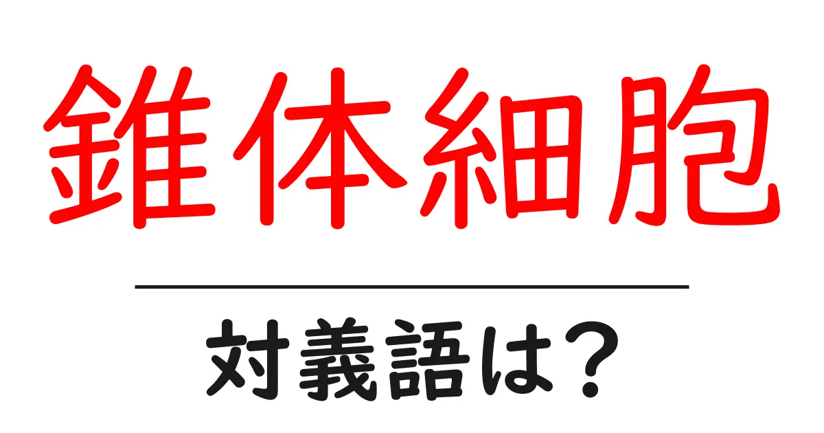 錐体細胞の対義語・反対語を使用例を交えて分かりやすく解説!