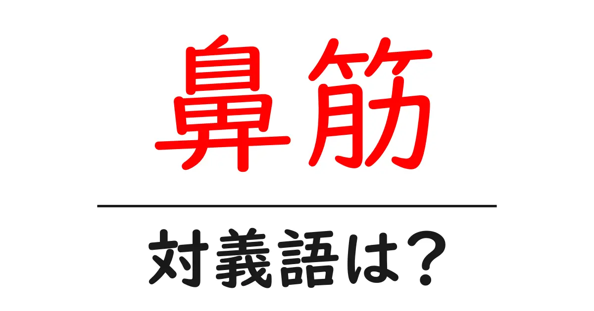 鼻筋の対義語・反対語を使用例を交えて分かりやすく解説!