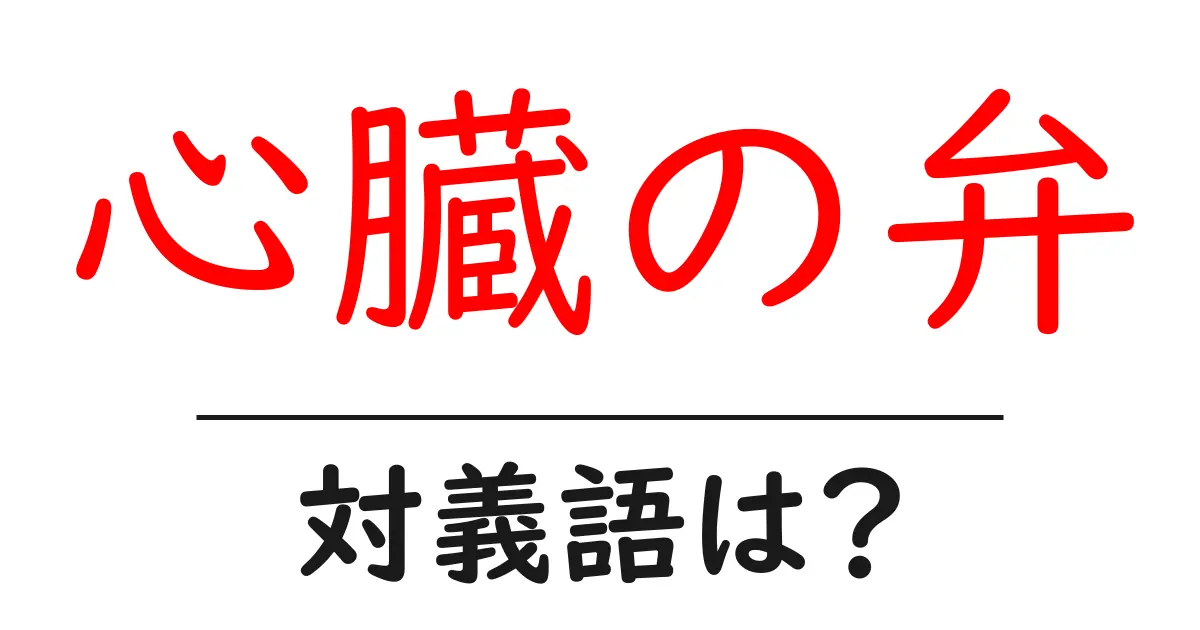 心臓の弁の対義語・反対語を使用例を交えて分かりやすく解説！