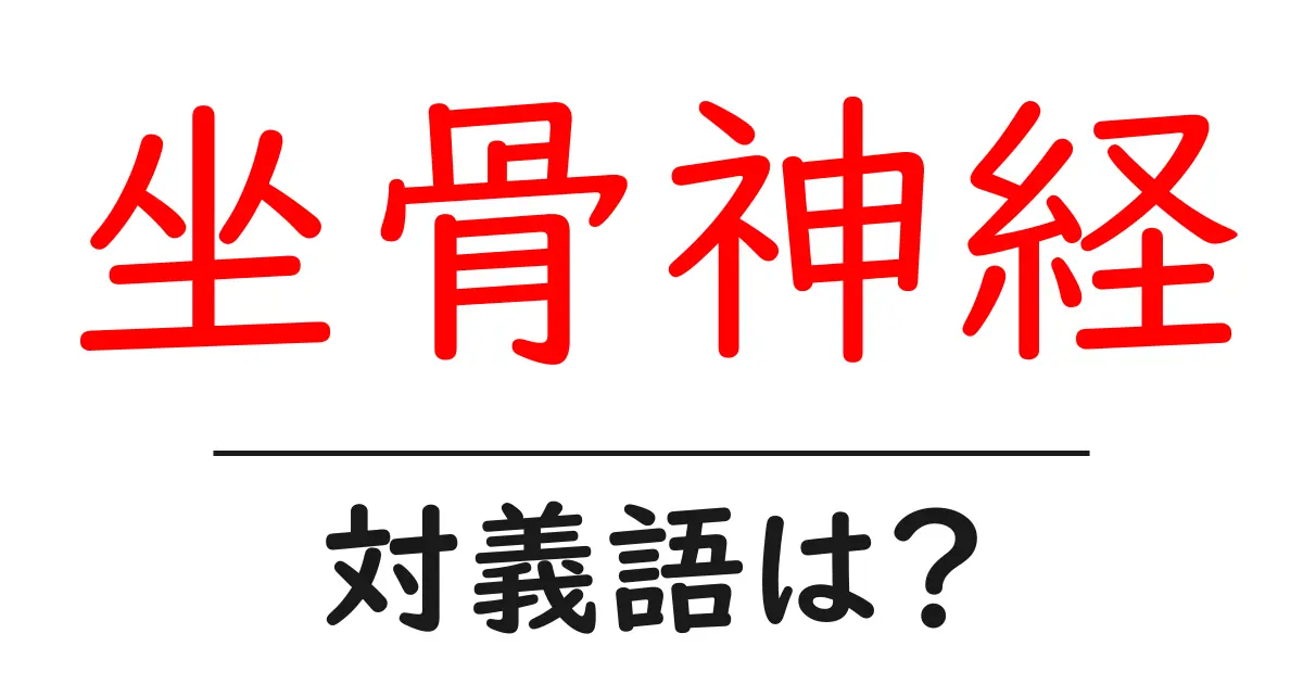 坐骨神経の対義語・反対語を使用例を交えて分かりやすく解説!