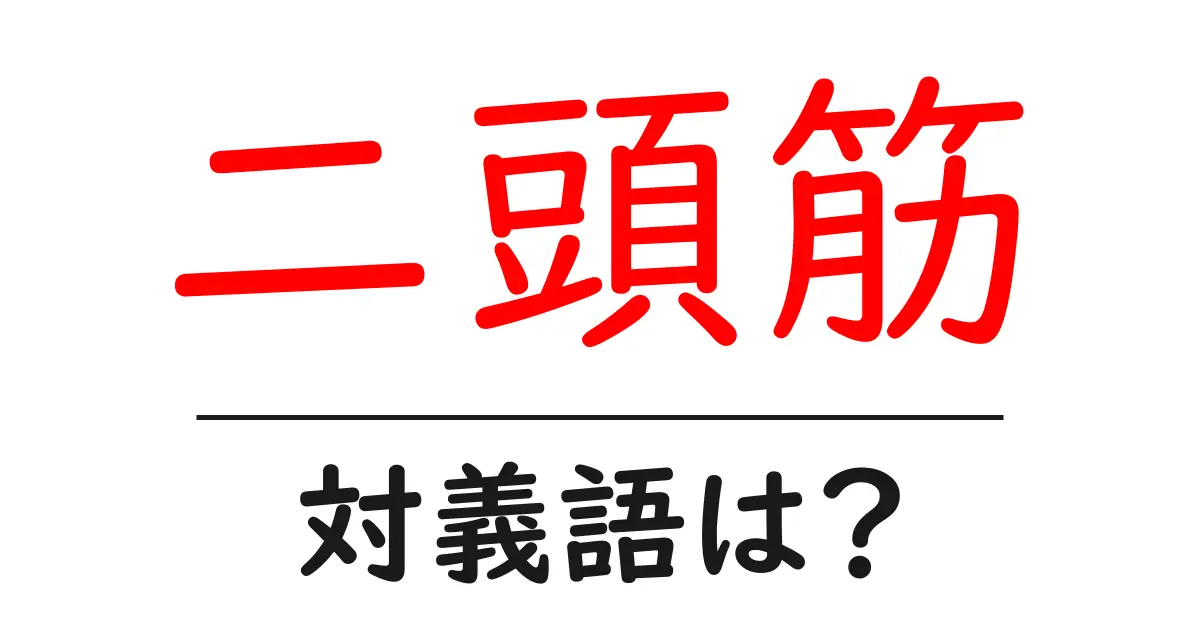 二頭筋の対義語・反対語を使用例を交えて分かりやすく解説!